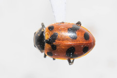 Hippodamia caseyi