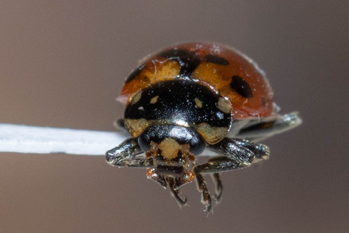 Casey's Lady Beetle