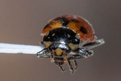 Hippodamia caseyi
