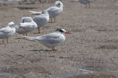 Sterna hirundinacea