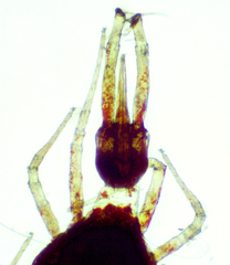 Armascirus
