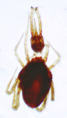 Armascirus