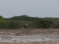 Boselaphus tragocamelus