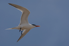 Thalasseus maximus