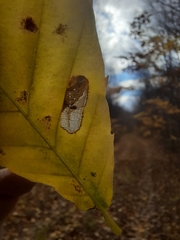 Phyllonorycter maestingella