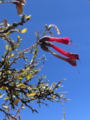 Cantua buxifolia