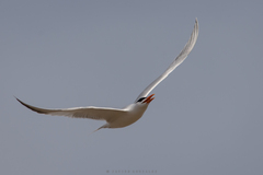 Thalasseus maximus