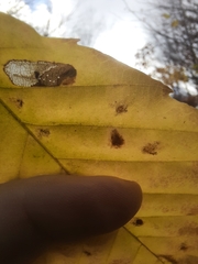 Phyllonorycter maestingella