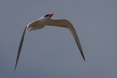 Thalasseus maximus