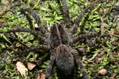 Tigrosa georgicola