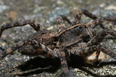 Tigrosa georgicola