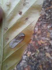 Phyllonorycter maestingella
