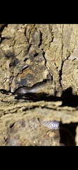 Cryptophis nigrescens