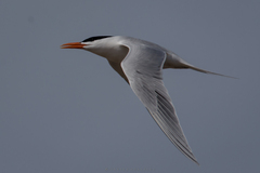 Thalasseus maximus
