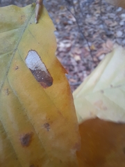 Phyllonorycter maestingella