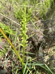 Microtis arenaria