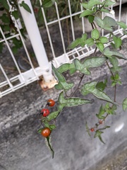Solanum lyratum