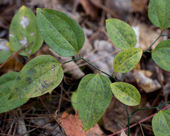 Smilax rotundifolia