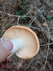 Hydnum repandum