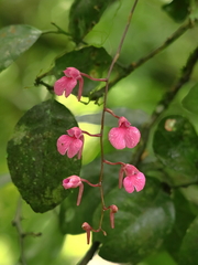 Comparettia falcata