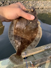 Lepidopsetta bilineata