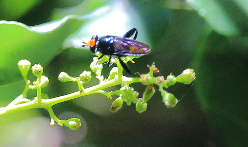 Stilbosoma
