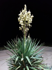 Yucca elata