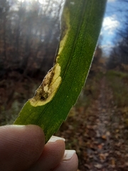 Nemorimyza posticata