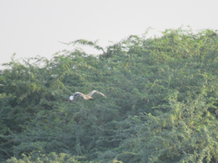 Chlamydotis macqueenii