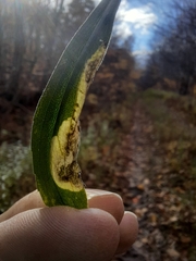 Nemorimyza posticata