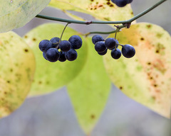 Smilax rotundifolia