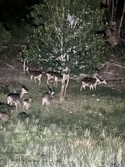 Rusa timorensis