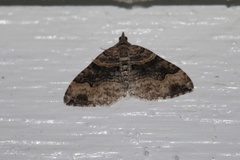 Xanthorhoe defensaria