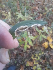 Nemorimyza posticata