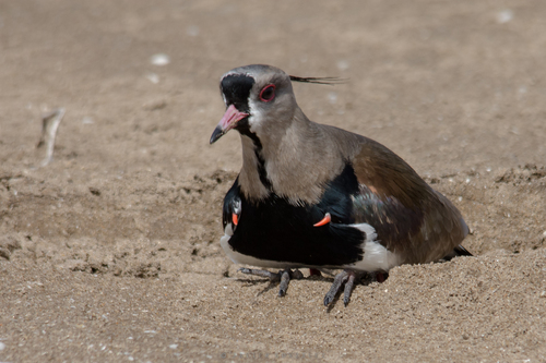 Southern Lapwing, photo 9 of 10