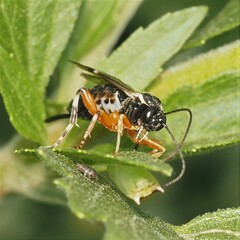 Itoplectis