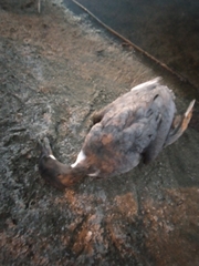 Anas platyrhynchos domesticus