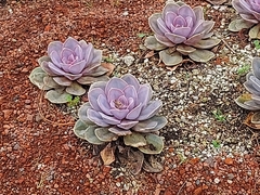 Echeveria gibbiflora × potosina