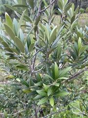 Olea