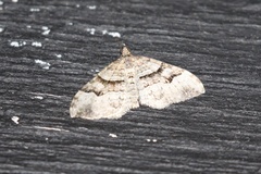 Xanthorhoe defensaria