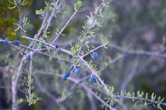 Forestiera angustifolia