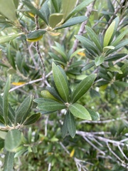Olea