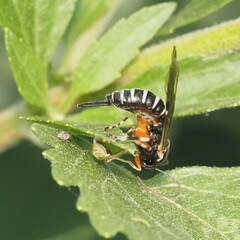 Itoplectis