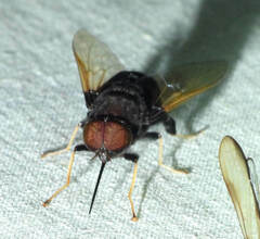 Fidena