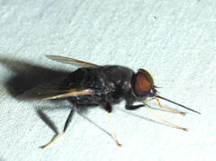 Fidena