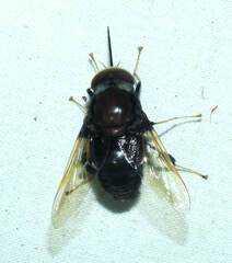 Fidena