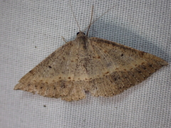 Taxeotis perlinearia