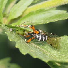 Itoplectis