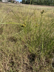 Cyperus entrerianus