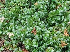 Sedum griseum
